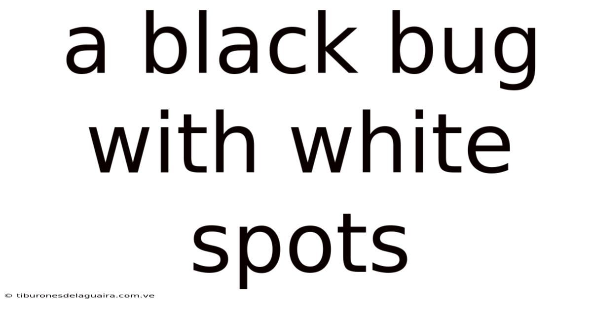 A Black Bug With White Spots