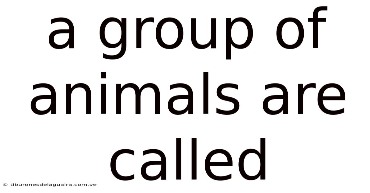 A Group Of Animals Are Called