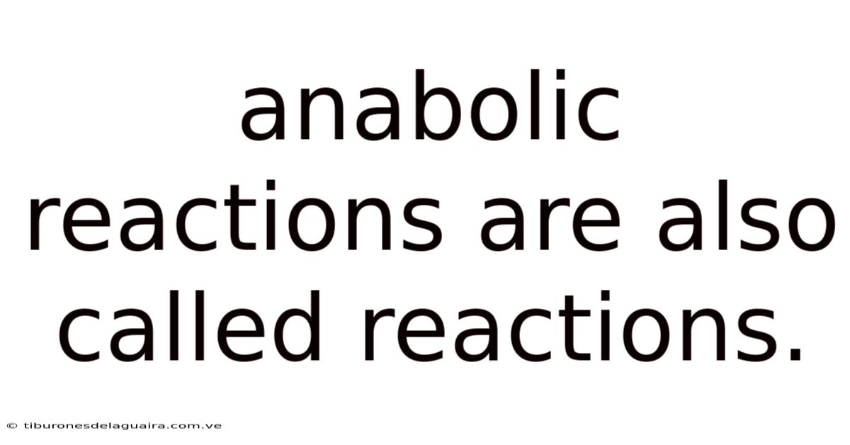 Anabolic Reactions Are Also Called Reactions.