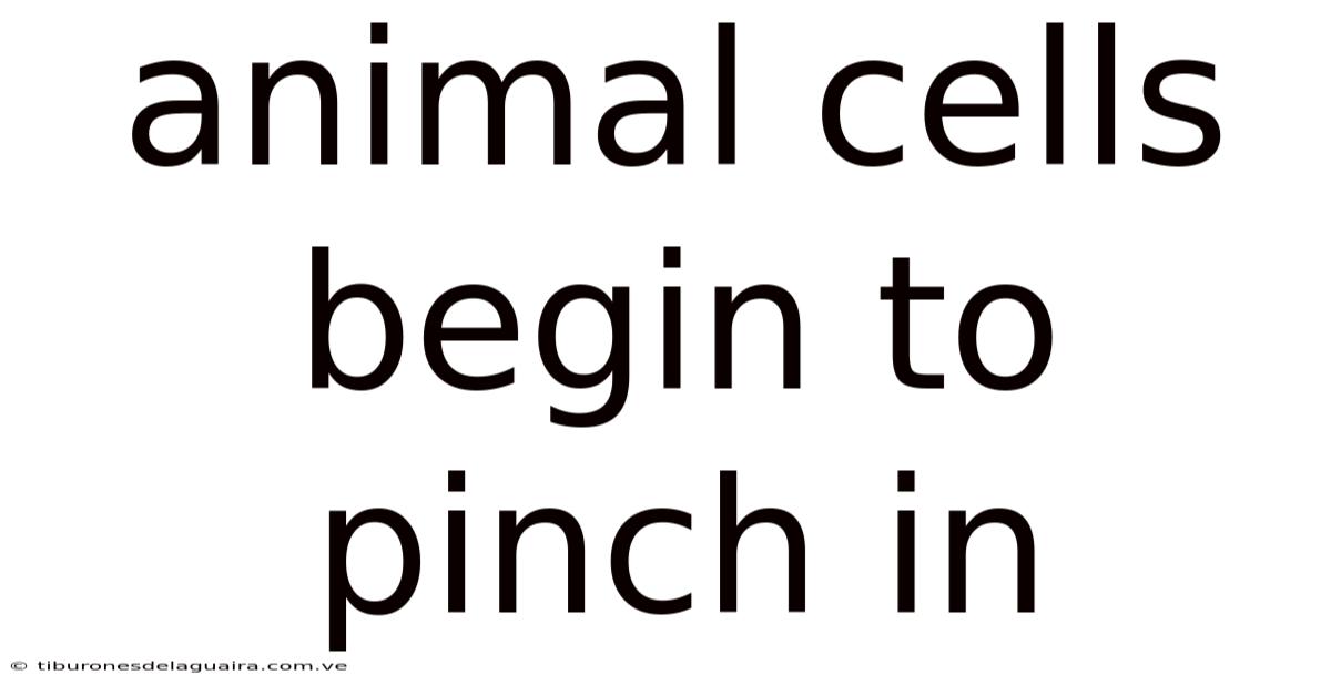 Animal Cells Begin To Pinch In