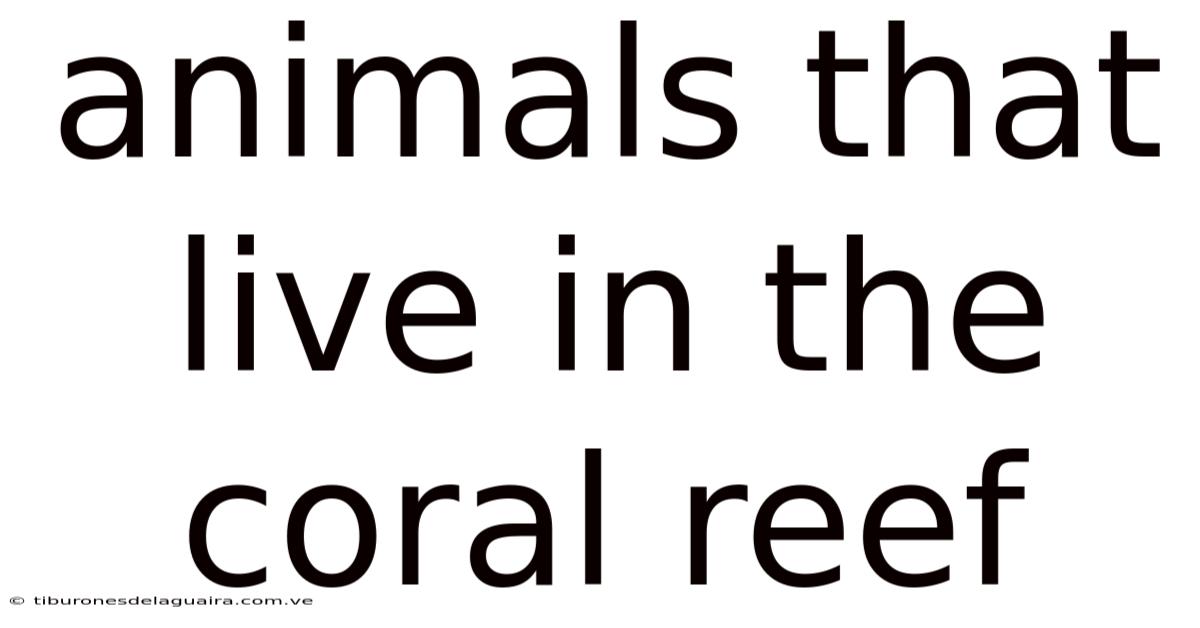 Animals That Live In The Coral Reef