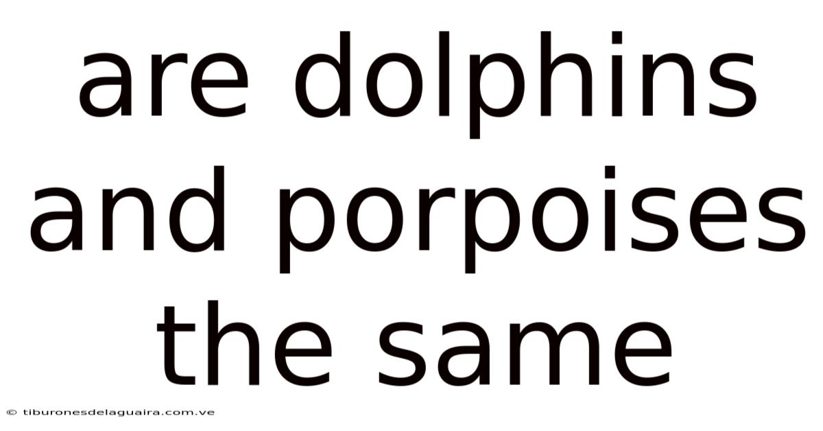 Are Dolphins And Porpoises The Same