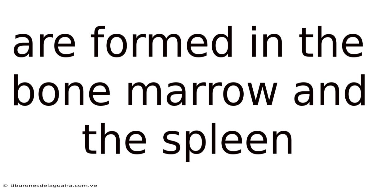 Are Formed In The Bone Marrow And The Spleen