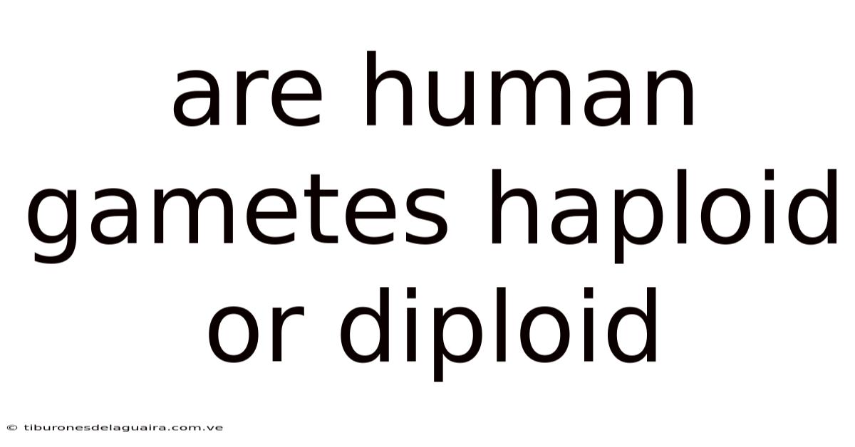 Are Human Gametes Haploid Or Diploid