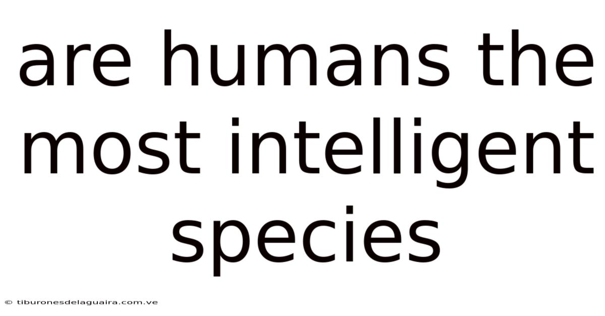 Are Humans The Most Intelligent Species