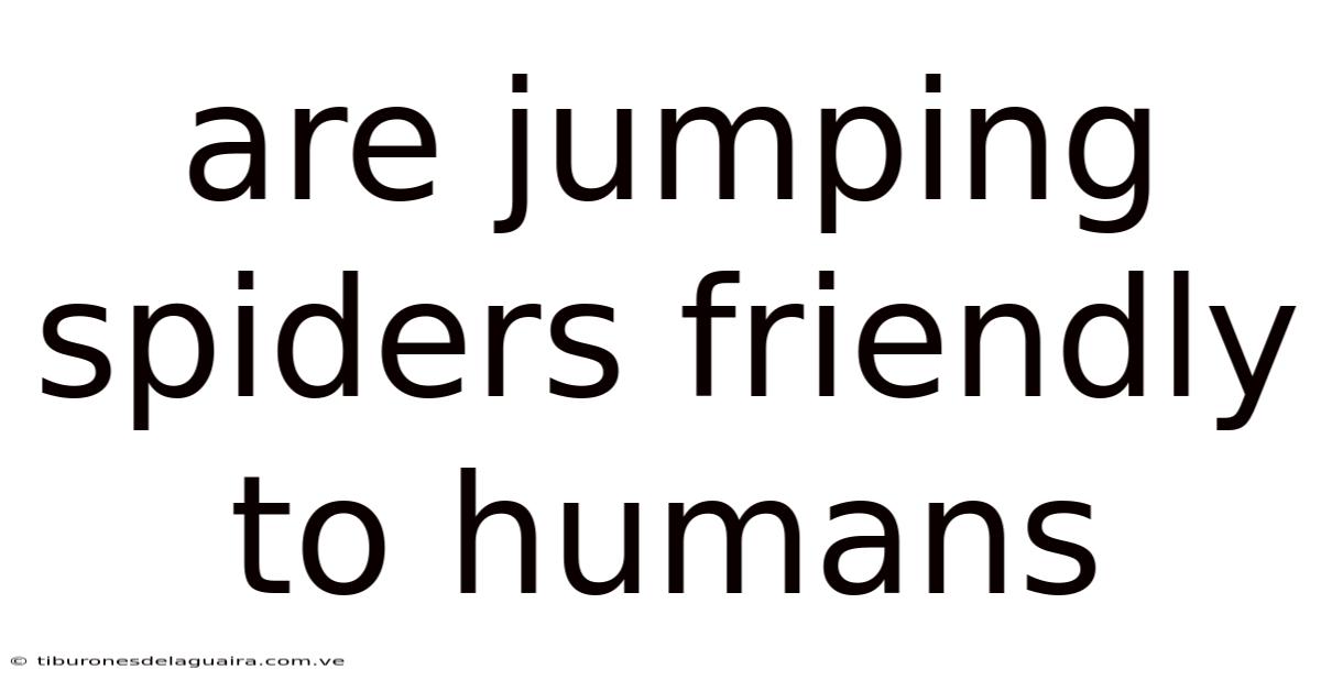 Are Jumping Spiders Friendly To Humans