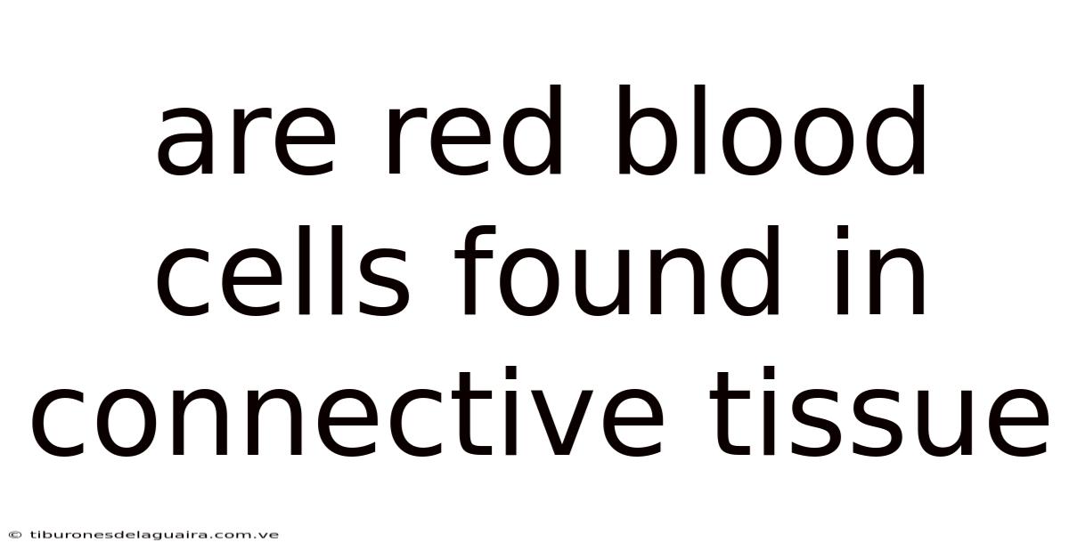 Are Red Blood Cells Found In Connective Tissue