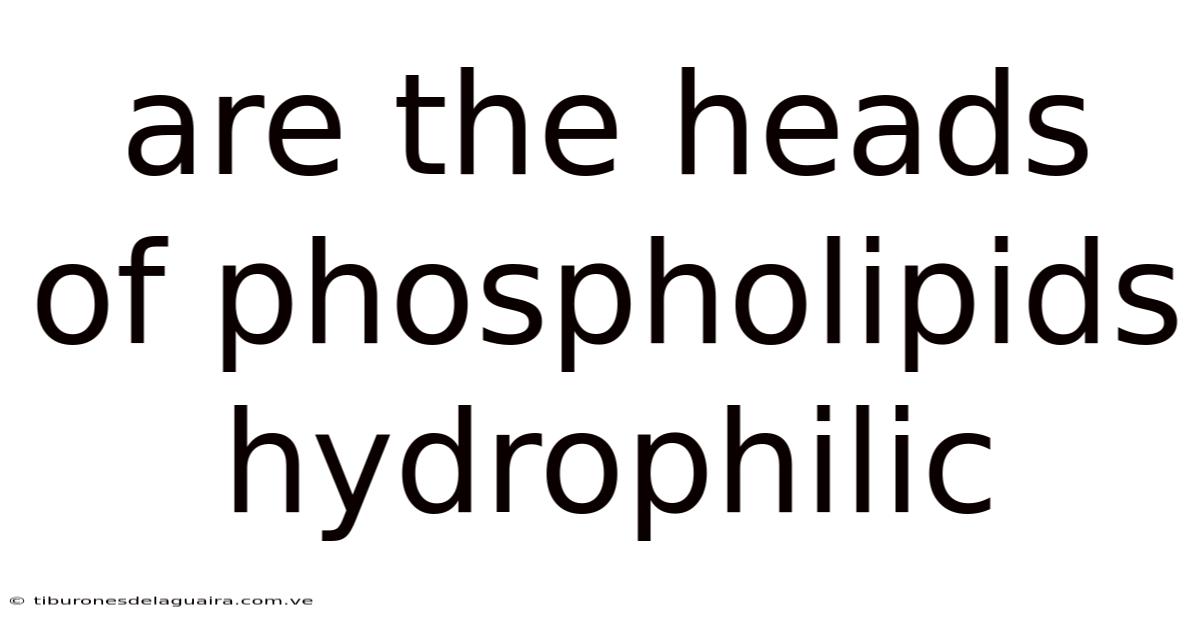 Are The Heads Of Phospholipids Hydrophilic