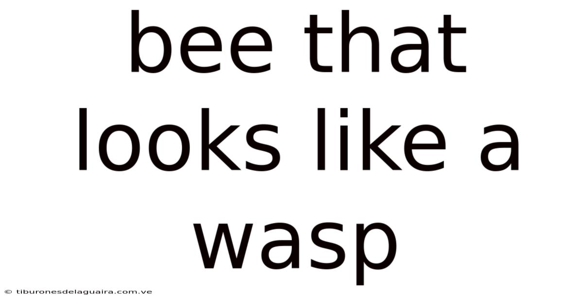 Bee That Looks Like A Wasp
