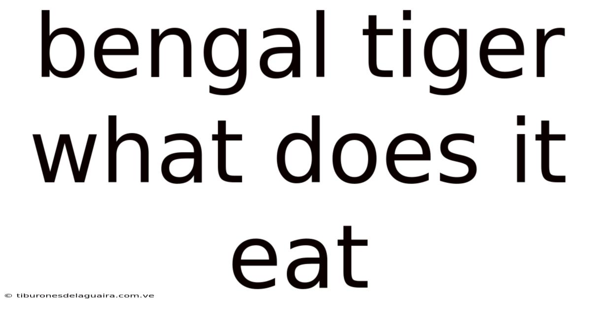 Bengal Tiger What Does It Eat