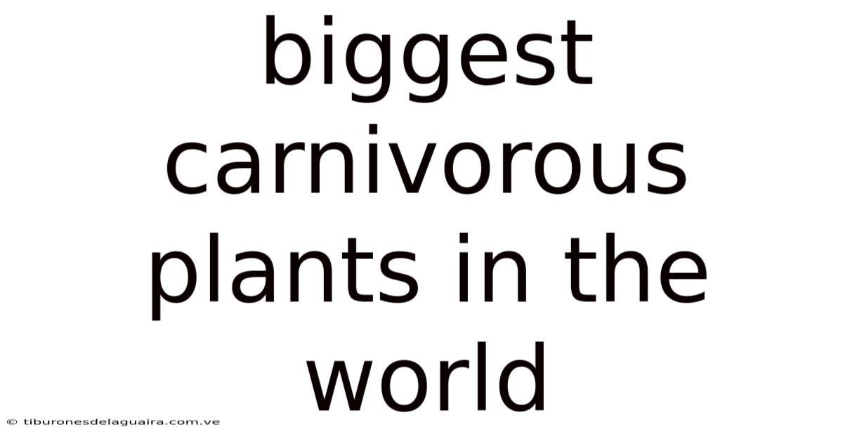 Biggest Carnivorous Plants In The World