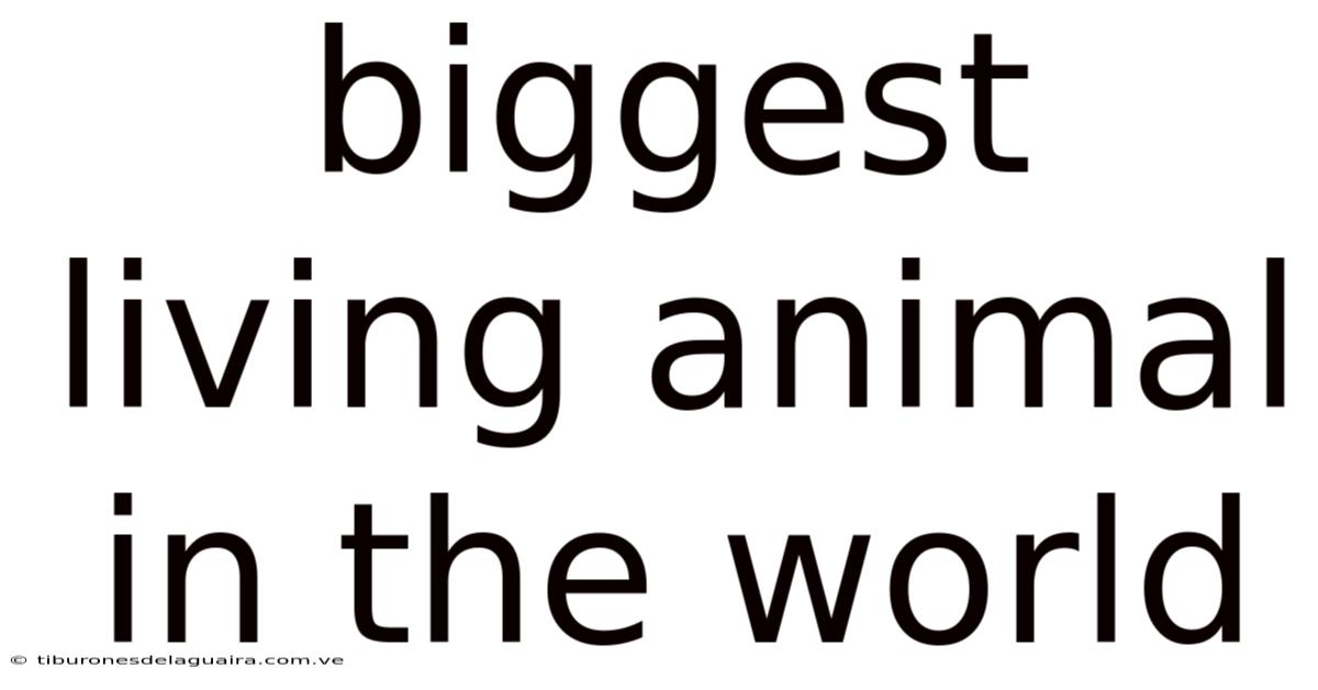 Biggest Living Animal In The World