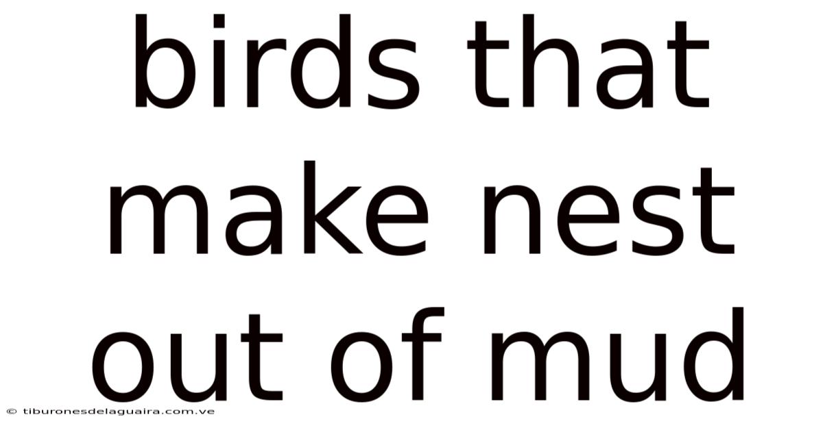 Birds That Make Nest Out Of Mud