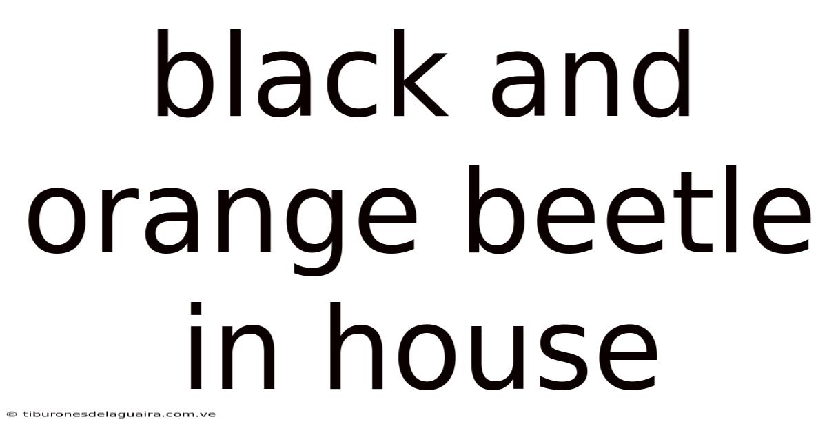 Black And Orange Beetle In House
