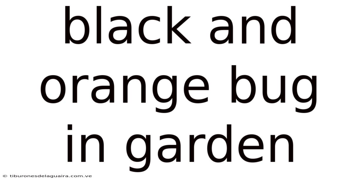 Black And Orange Bug In Garden