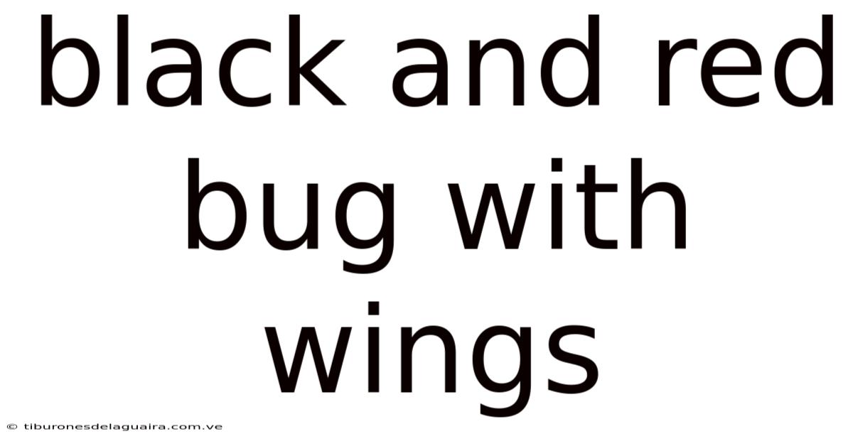 Black And Red Bug With Wings