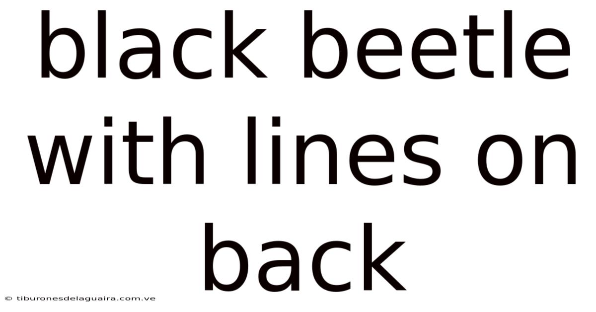 Black Beetle With Lines On Back