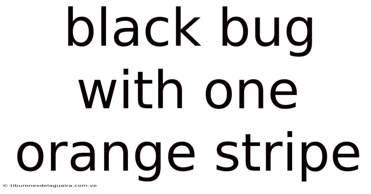 Black Bug With One Orange Stripe