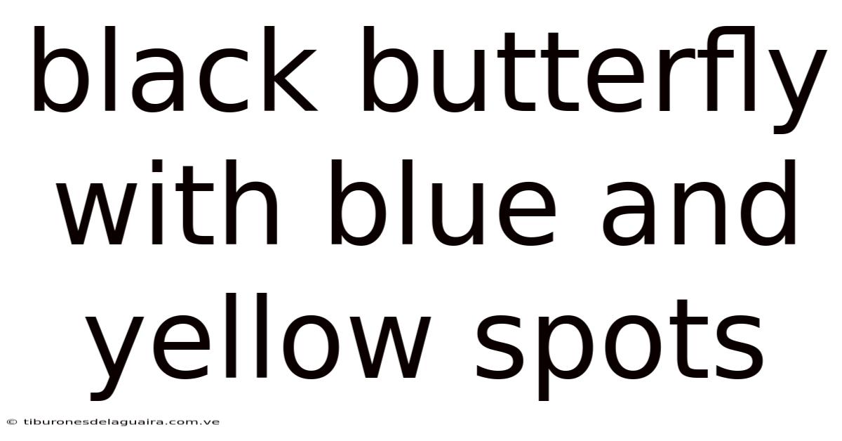 Black Butterfly With Blue And Yellow Spots
