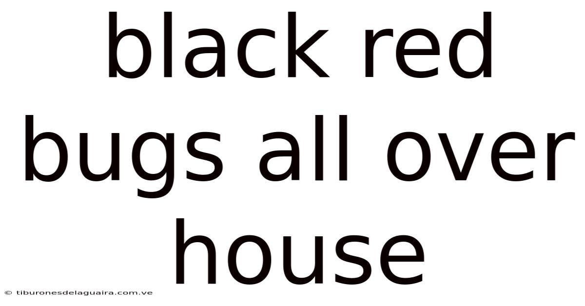 Black Red Bugs All Over House