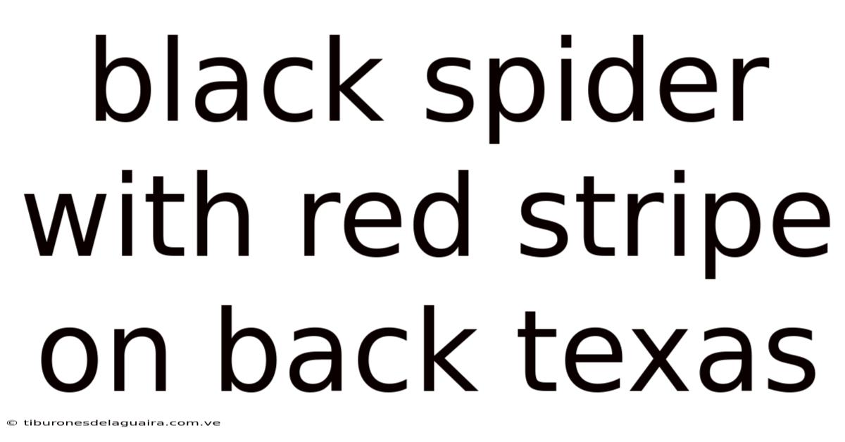 Black Spider With Red Stripe On Back Texas