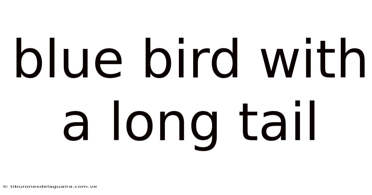 Blue Bird With A Long Tail