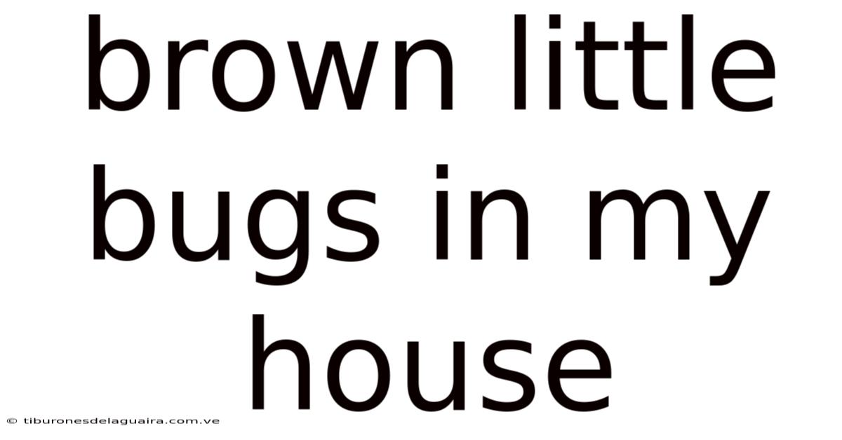 Brown Little Bugs In My House