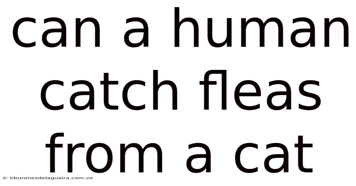 Can A Human Catch Fleas From A Cat