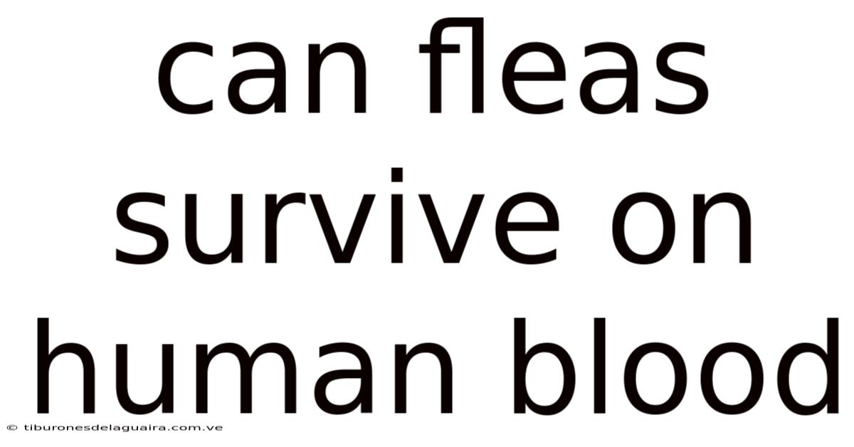 Can Fleas Survive On Human Blood