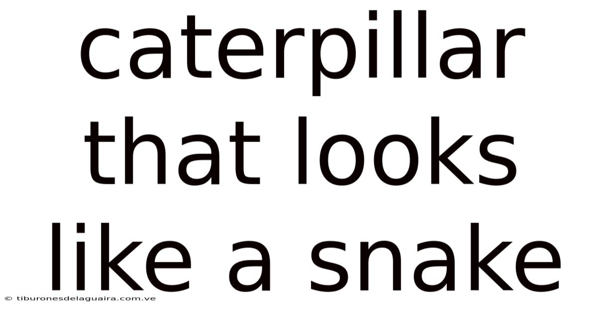 Caterpillar That Looks Like A Snake