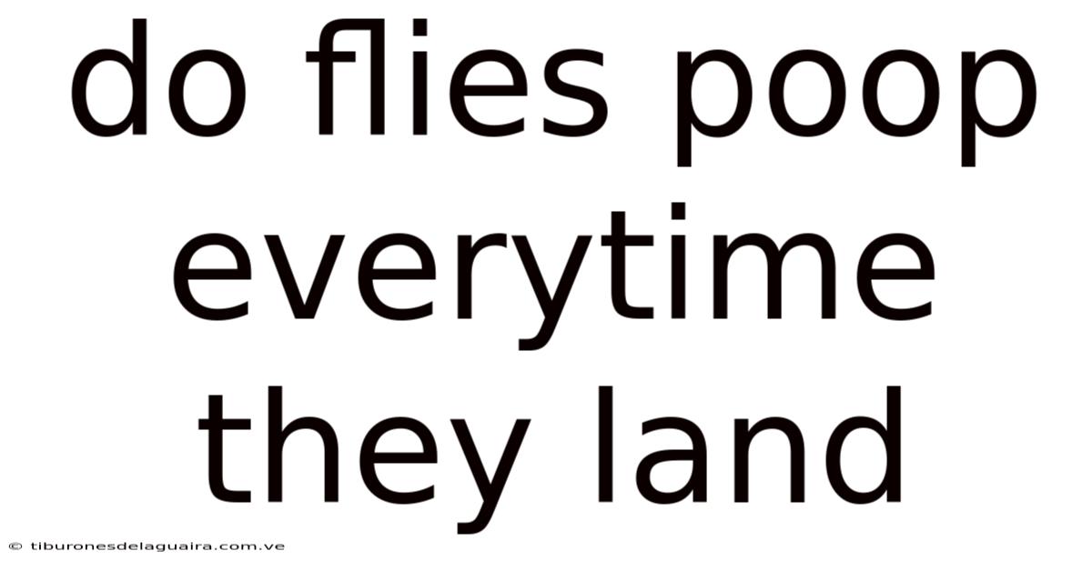 Do Flies Poop Everytime They Land