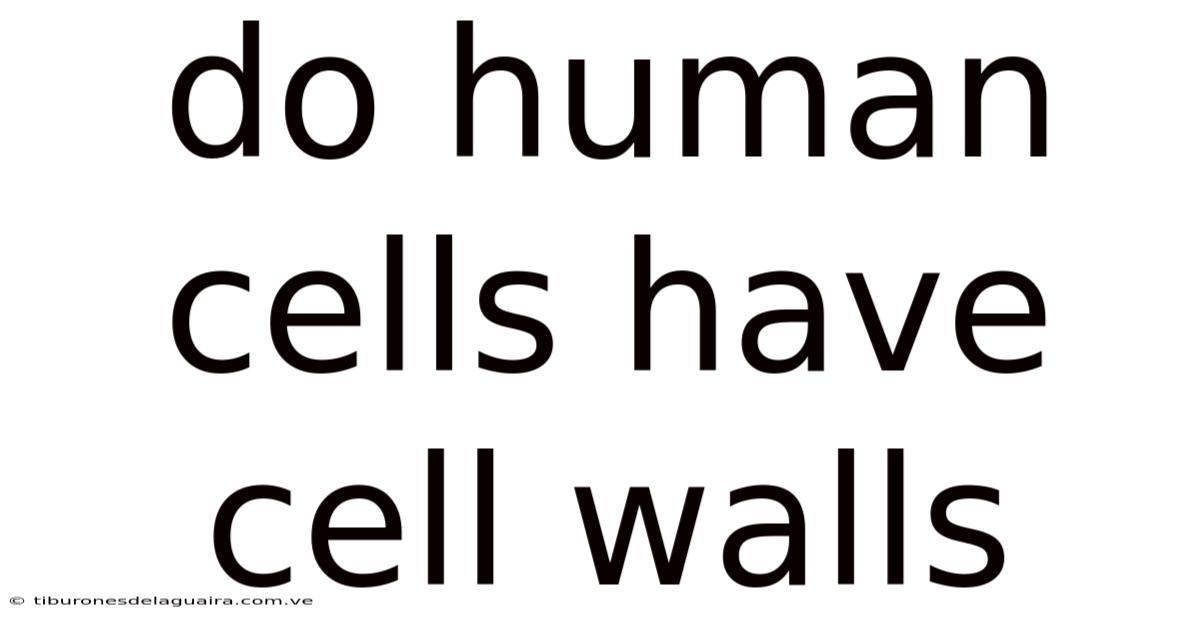 Do Human Cells Have Cell Walls