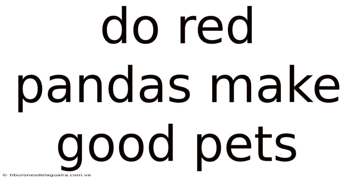 Do Red Pandas Make Good Pets