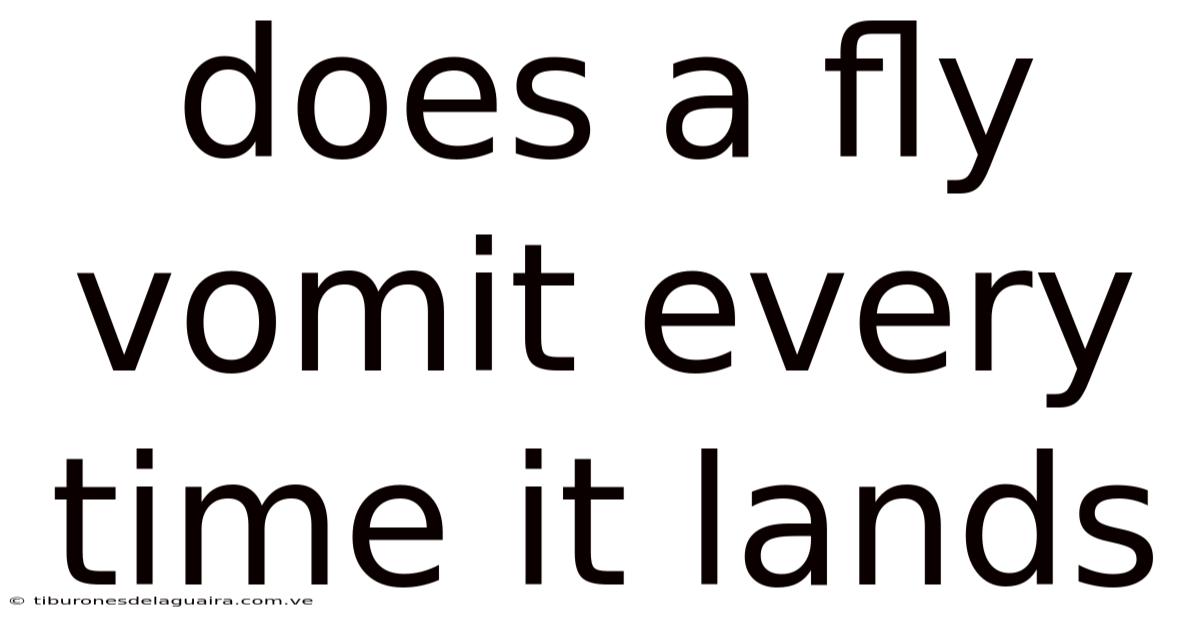 Does A Fly Vomit Every Time It Lands