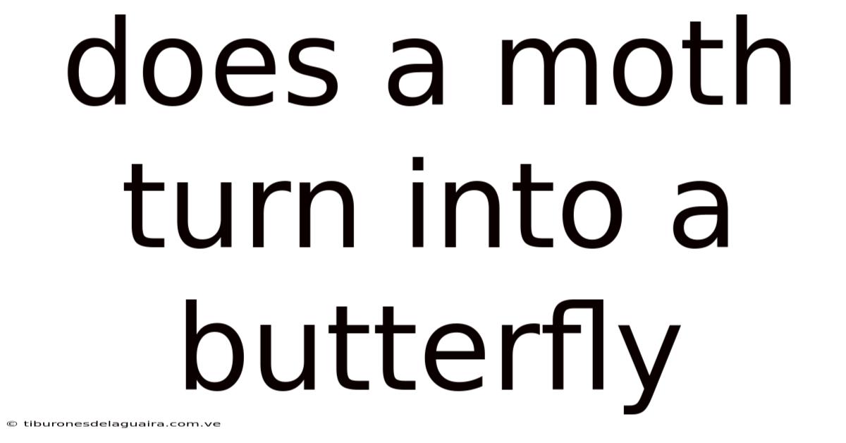 Does A Moth Turn Into A Butterfly