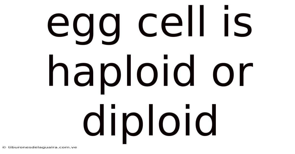 Egg Cell Is Haploid Or Diploid