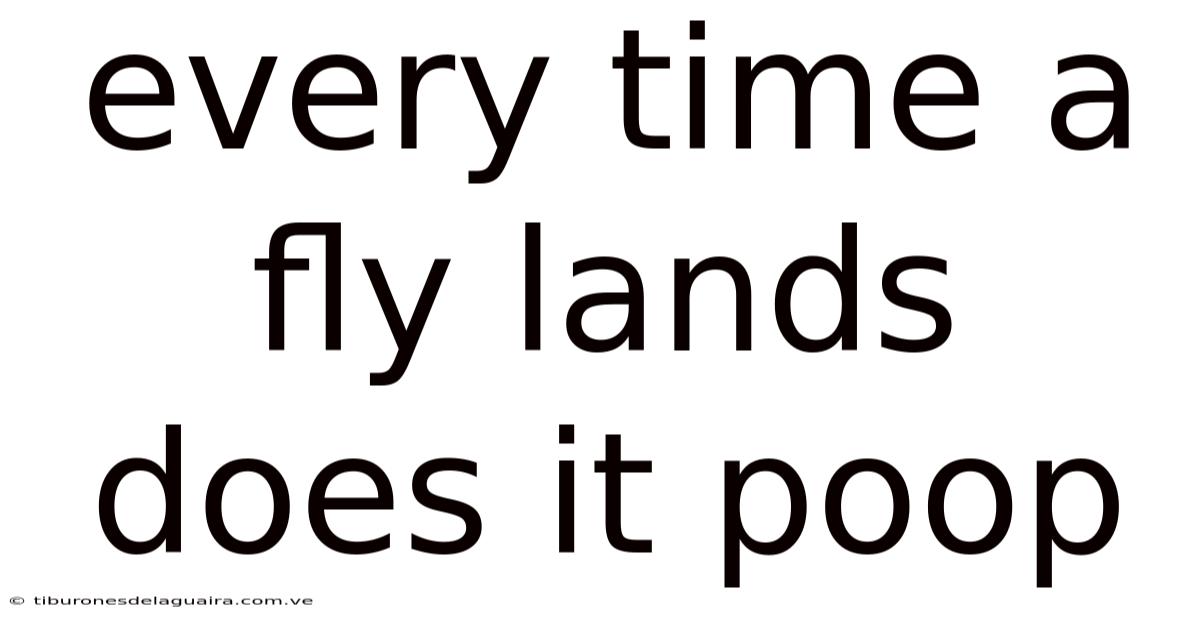 Every Time A Fly Lands Does It Poop