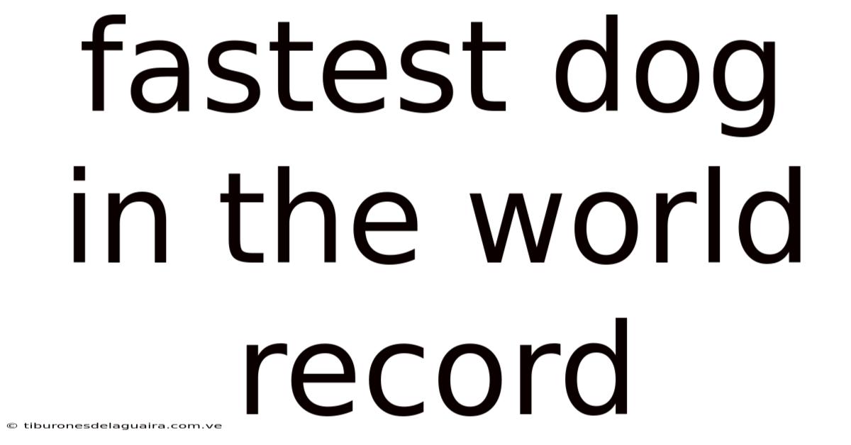 Fastest Dog In The World Record