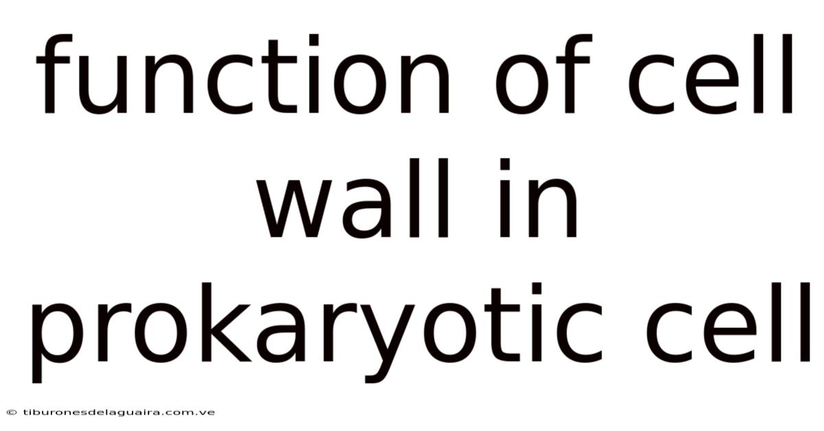 Function Of Cell Wall In Prokaryotic Cell