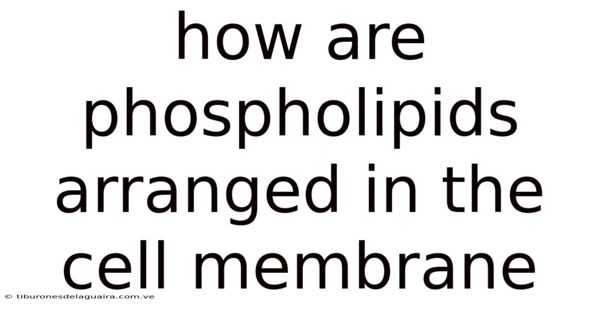 How Are Phospholipids Arranged In The Cell Membrane