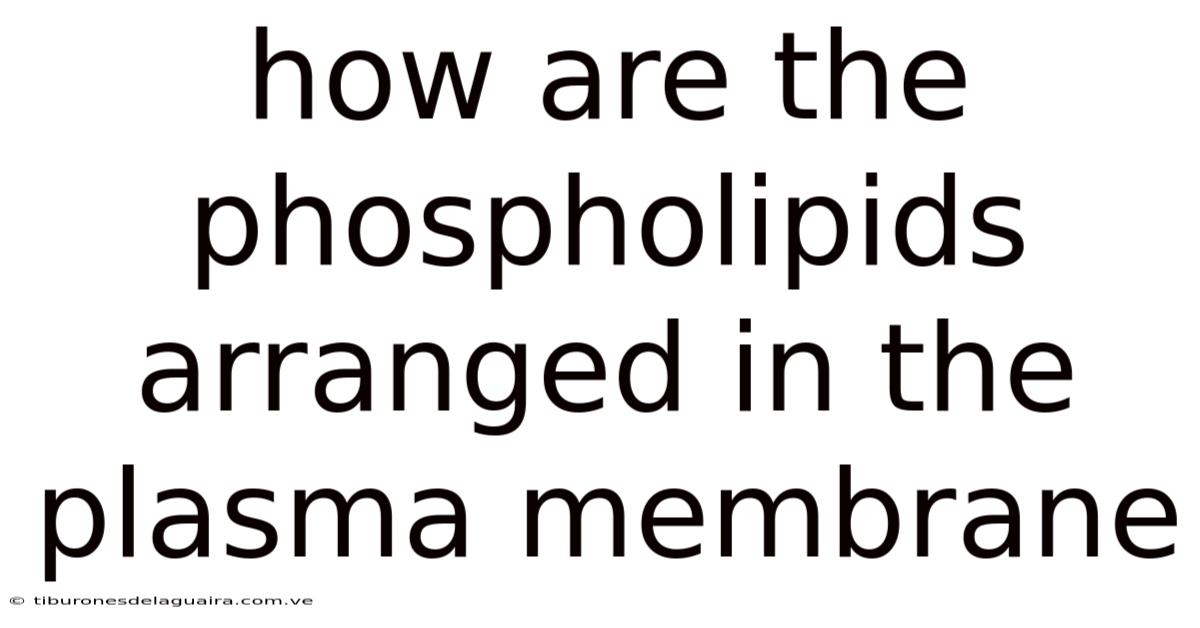 How Are The Phospholipids Arranged In The Plasma Membrane