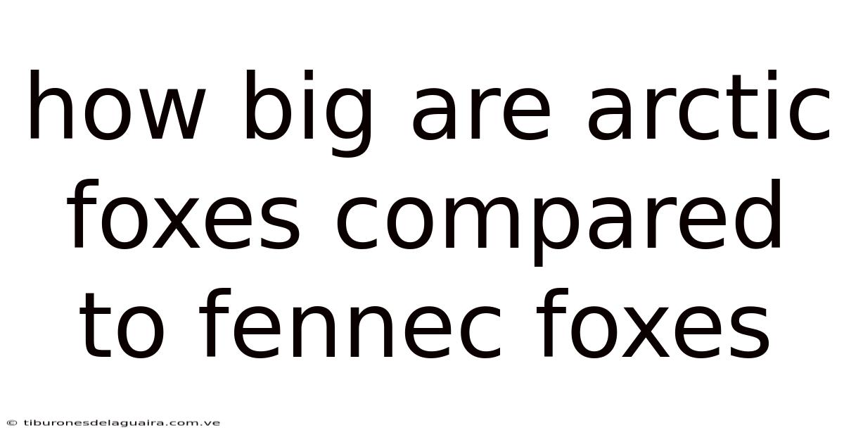How Big Are Arctic Foxes Compared To Fennec Foxes