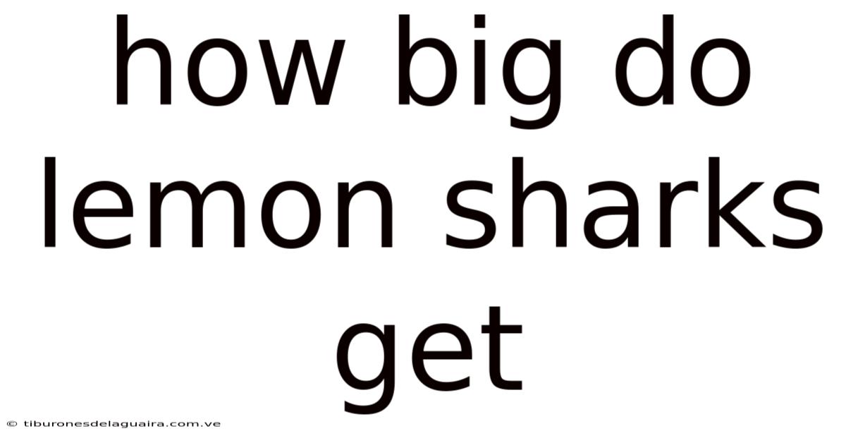 How Big Do Lemon Sharks Get