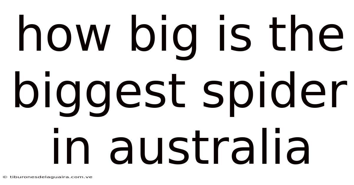 How Big Is The Biggest Spider In Australia