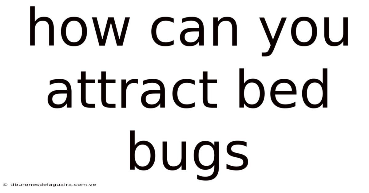 How Can You Attract Bed Bugs