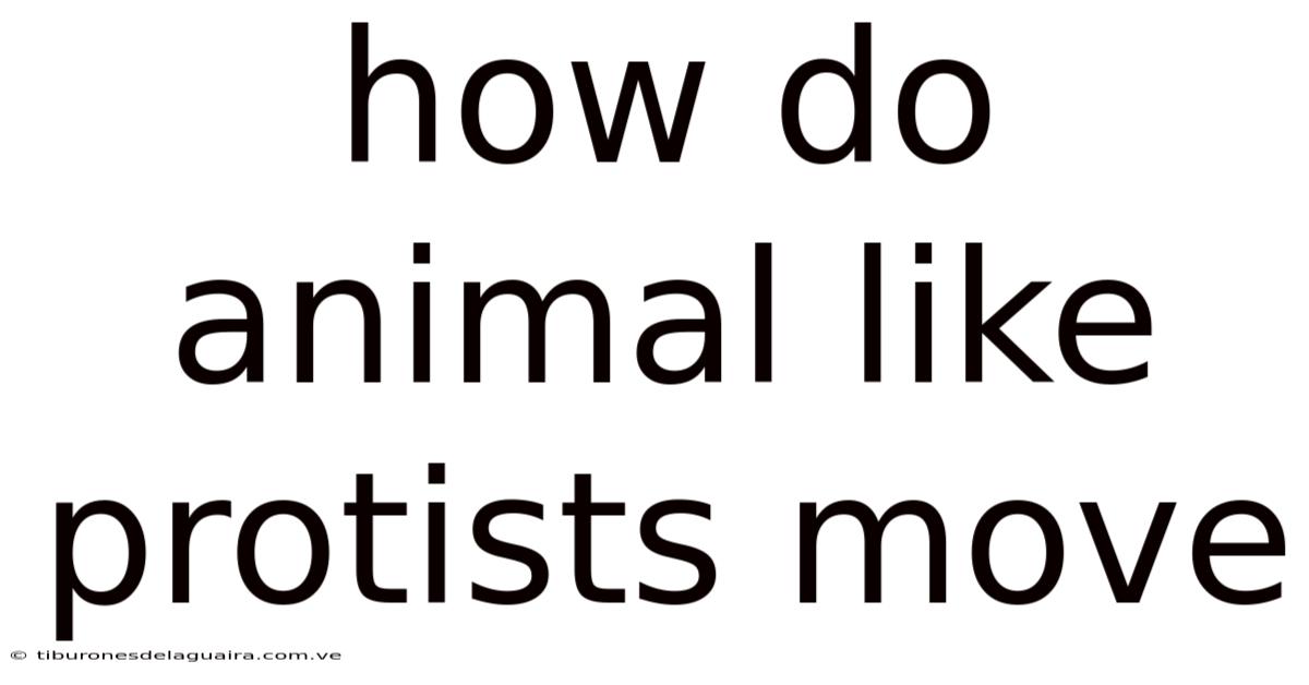 How Do Animal Like Protists Move