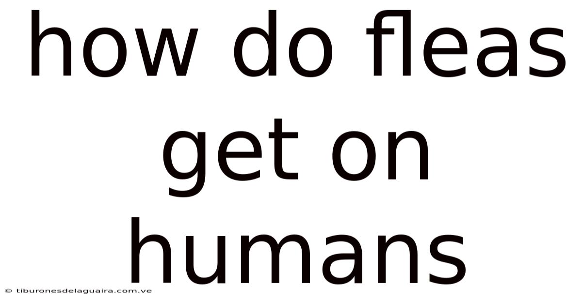 How Do Fleas Get On Humans