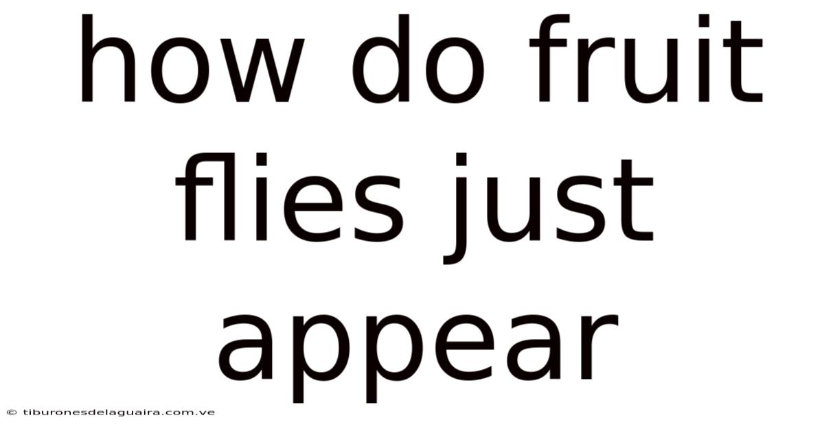 How Do Fruit Flies Just Appear