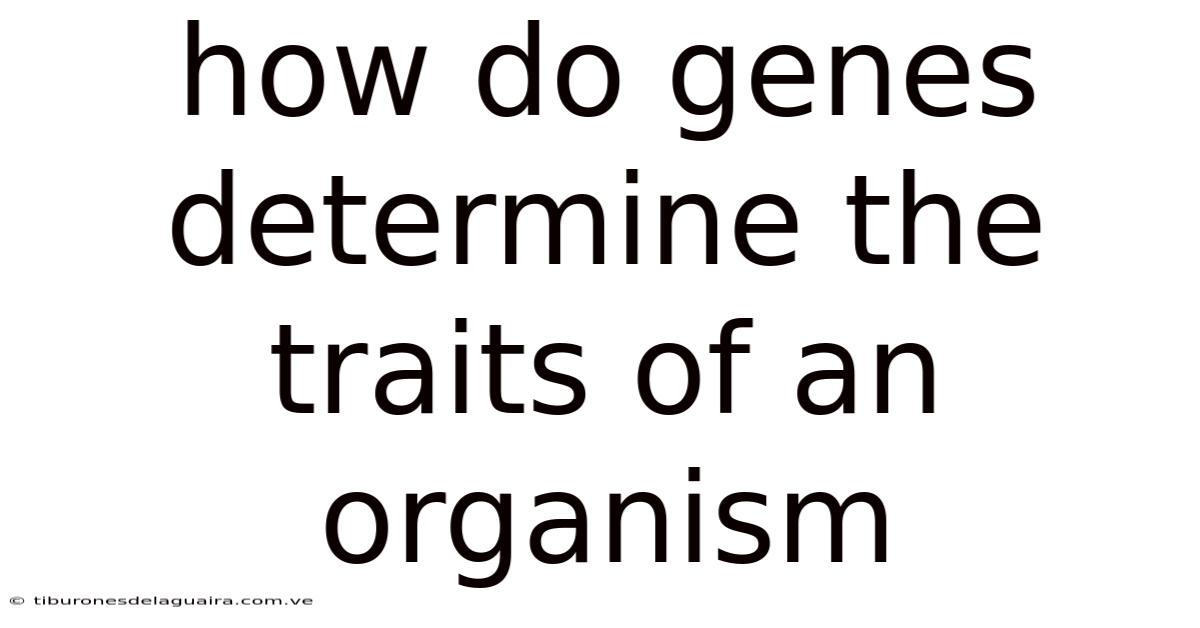 How Do Genes Determine The Traits Of An Organism