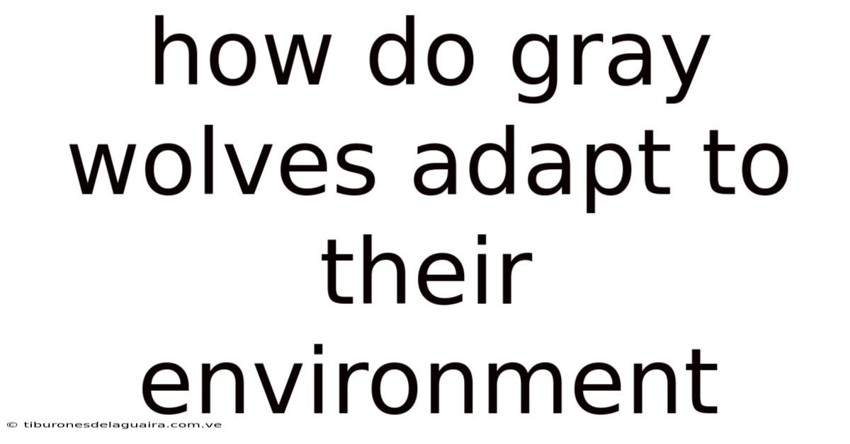 How Do Gray Wolves Adapt To Their Environment